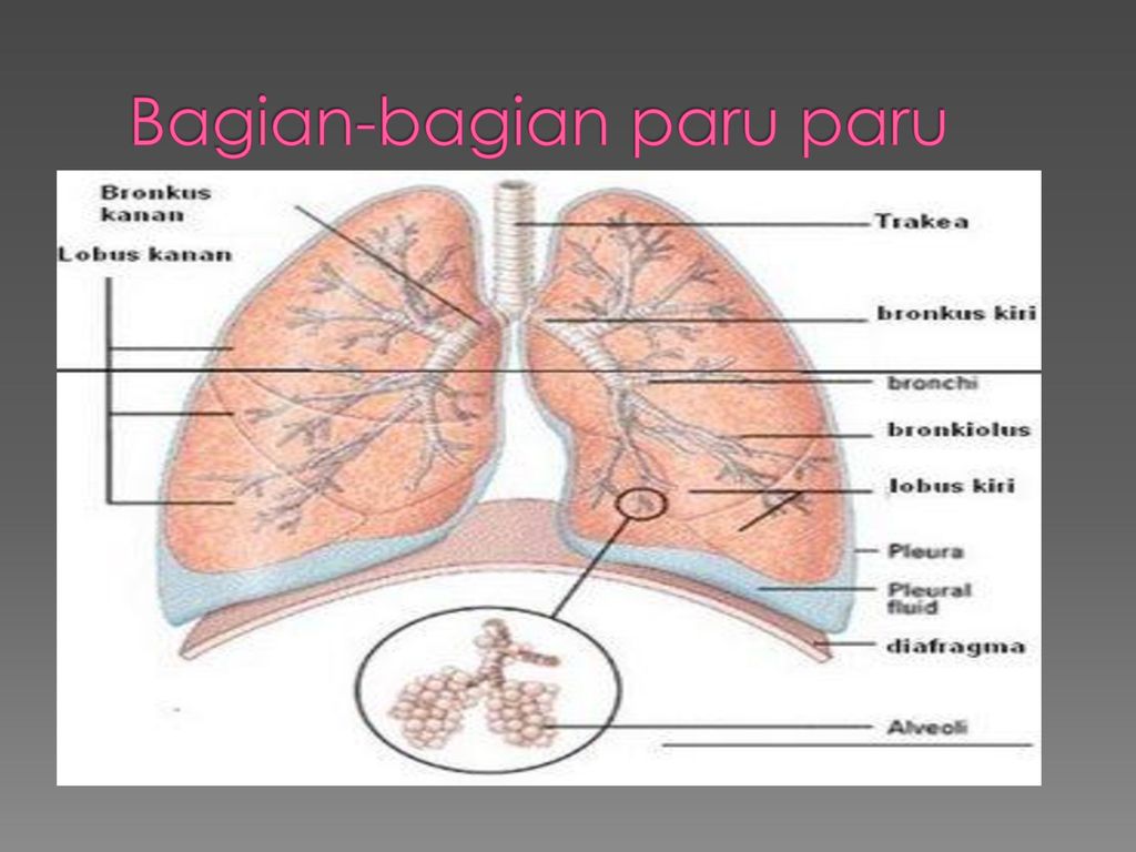 Detail Gambar Bagian Bagian Paru Paru Nomer 28