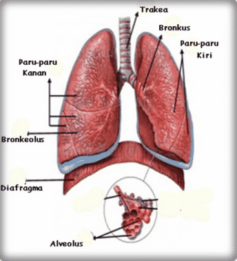 Detail Gambar Bagian Bagian Paru Paru Nomer 30