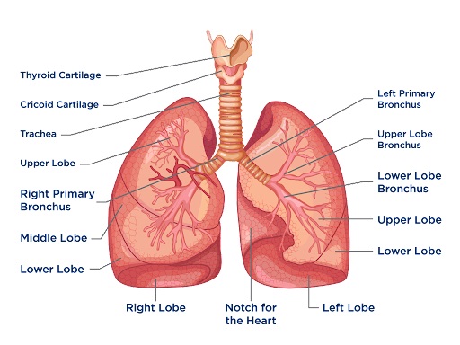 Detail Gambar Bagian Bagian Paru Paru Nomer 5