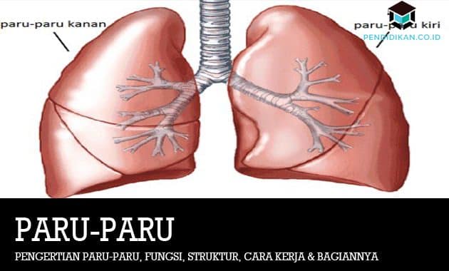 Detail Gambar Bagian Bagian Paru Paru Nomer 48