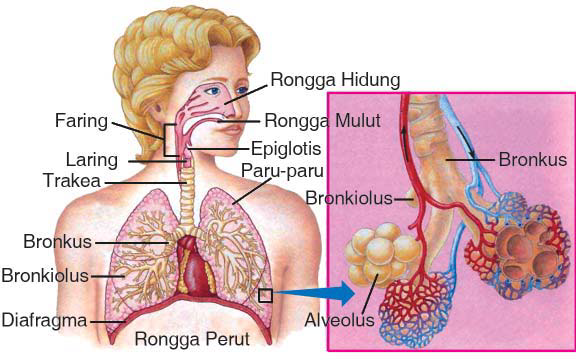 Detail Gambar Bagian Bagian Paru Paru Nomer 54