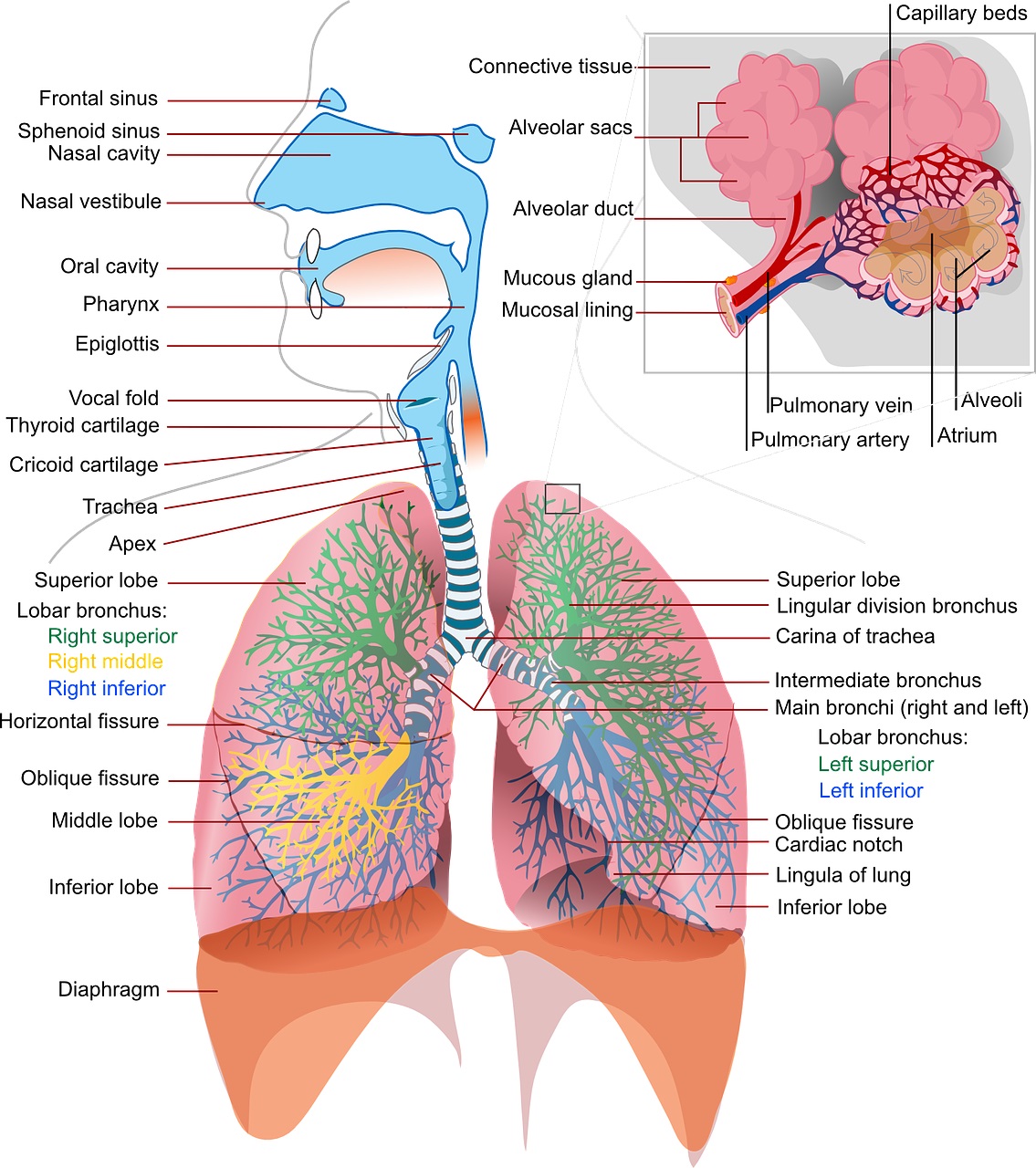 Detail Gambar Bagian Bagian Paru Paru Nomer 7