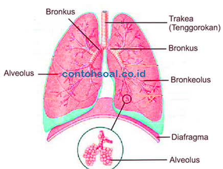 Detail Gambar Bagian Bagian Paru Paru Nomer 10