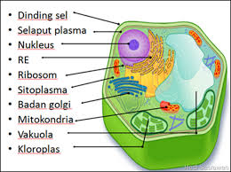 Gambar Bagian Bagian Sel - KibrisPDR