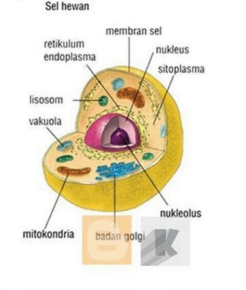 Detail Gambar Bagian Bagian Sel Nomer 44