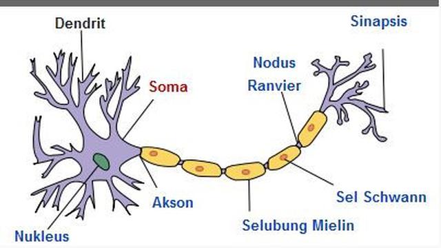 Gambar Bagian Bagian Sel Saraf - KibrisPDR