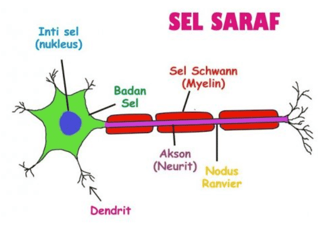 Detail Gambar Bagian Bagian Sel Saraf Nomer 4