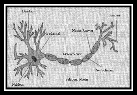 Detail Gambar Bagian Bagian Sel Saraf Nomer 29