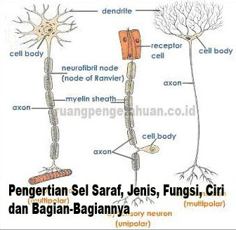 Detail Gambar Bagian Bagian Sel Saraf Nomer 43