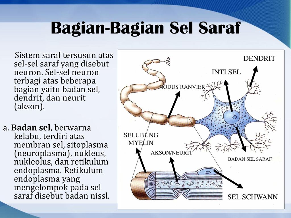 Detail Gambar Bagian Bagian Sel Saraf Nomer 47