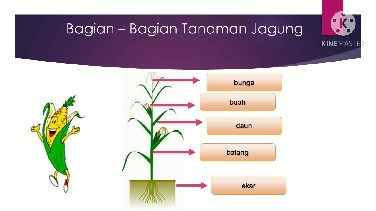 Detail Gambar Bagian Bagian Tanaman Nomer 16