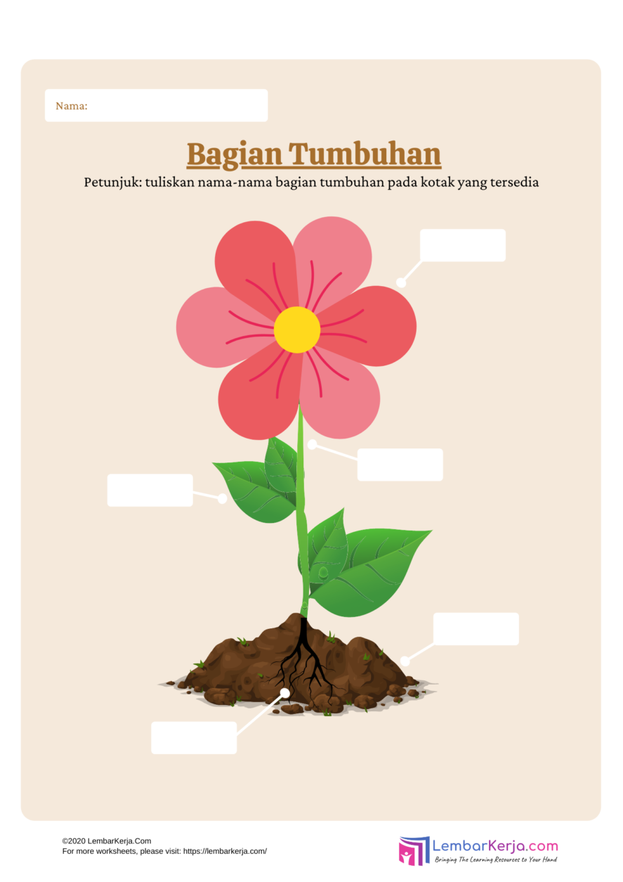 Detail Gambar Bagian Bagian Tanaman Koleksi Nomer 20 Detail Gambar Bagian Bagian Tanaman Koleksi Nomer 20