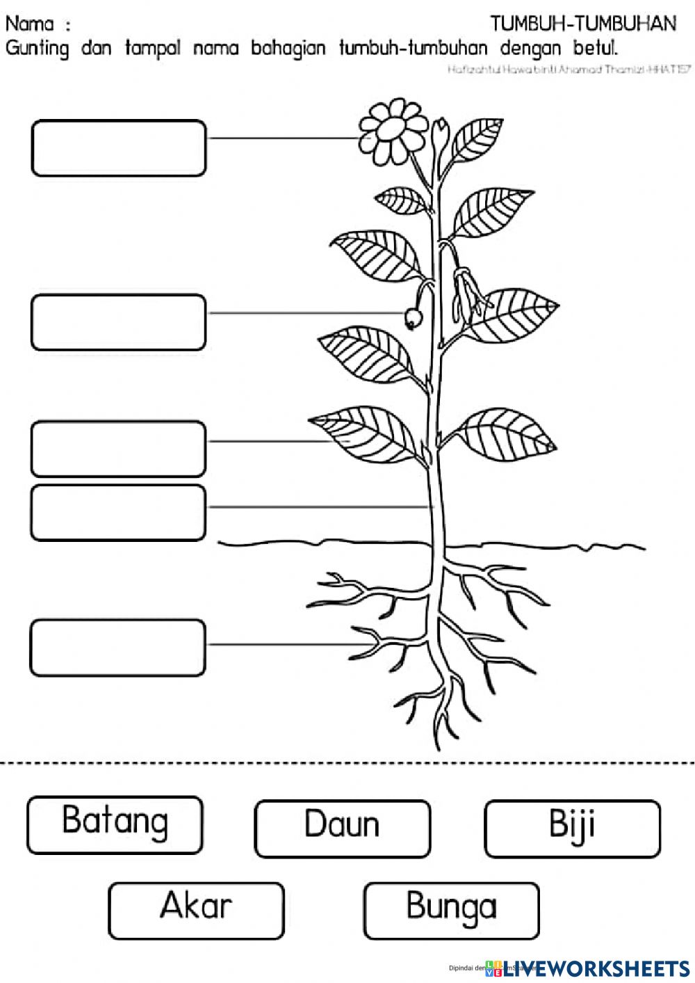 Detail Gambar Bagian Bagian Tanaman Nomer 25