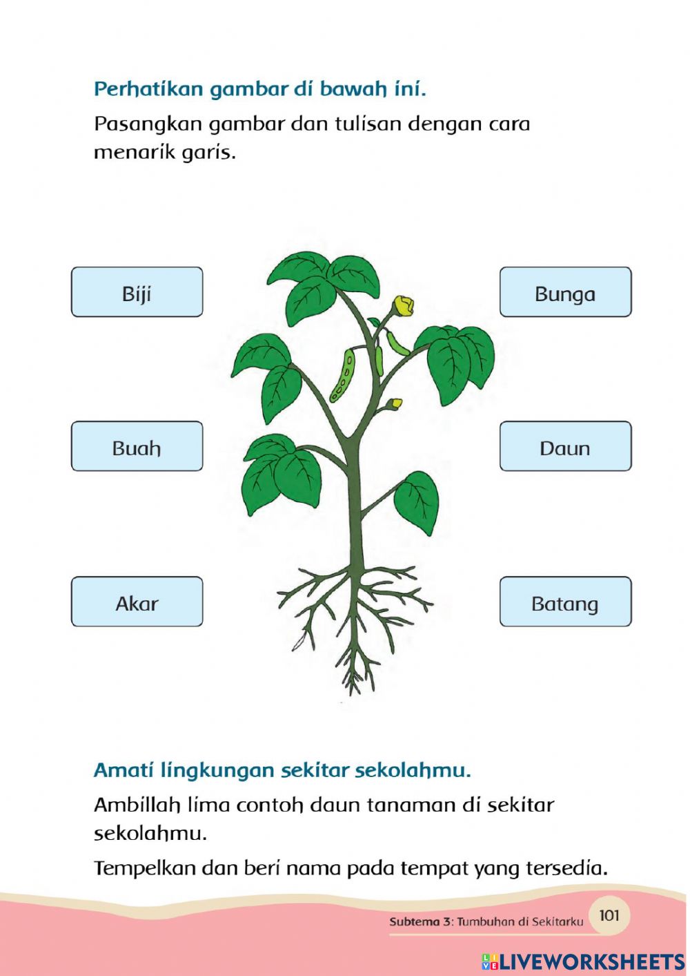 Detail Gambar Bagian Bagian Tanaman Koleksi Nomer 10 Detail Gambar Bagian Bagian Tanaman Koleksi Nomer 10