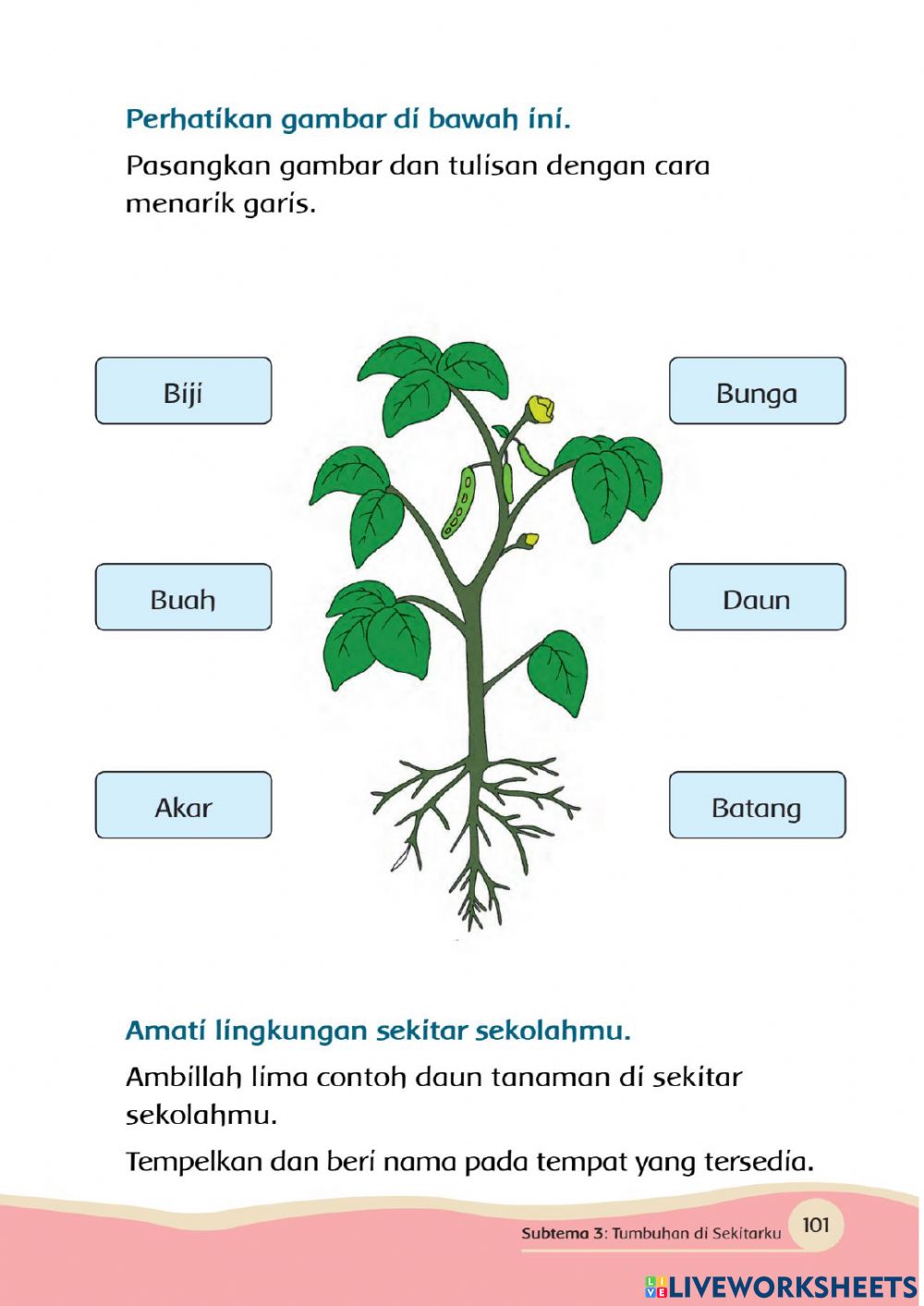 Detail Gambar Bagian Bagian Tanaman Nomer 10