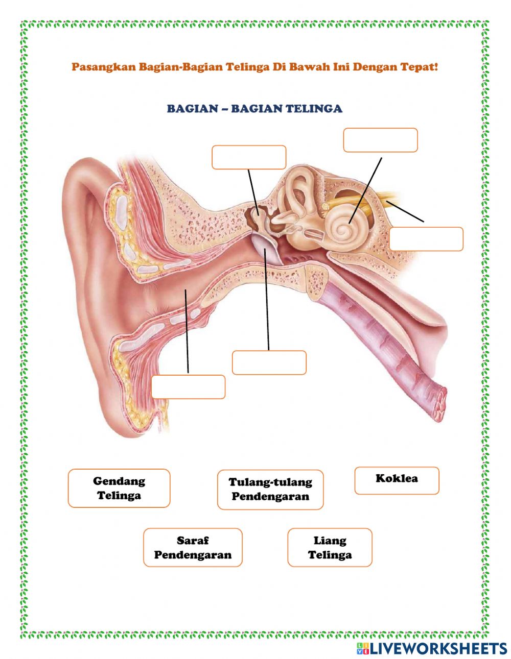 Detail Gambar Bagian Bagian Telinga Hd Nomer 53