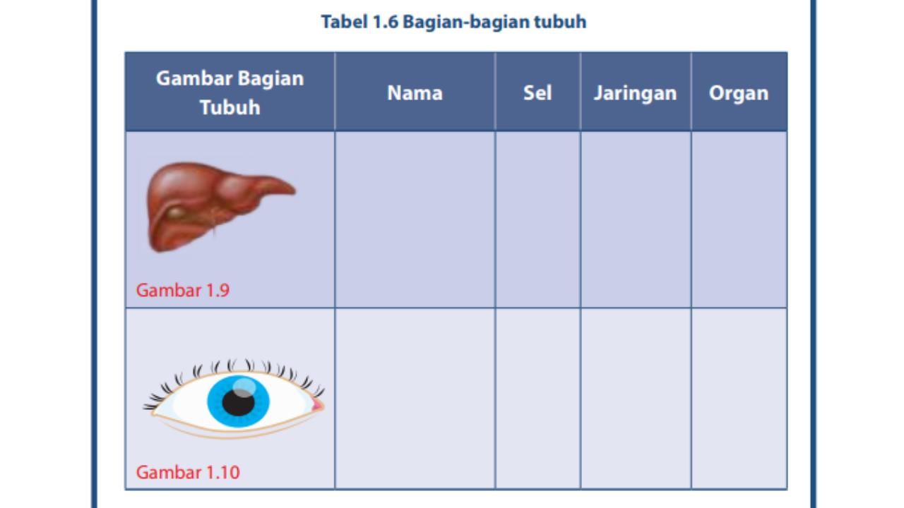 Detail Gambar Bagian Bagian Tubuh Nomer 4