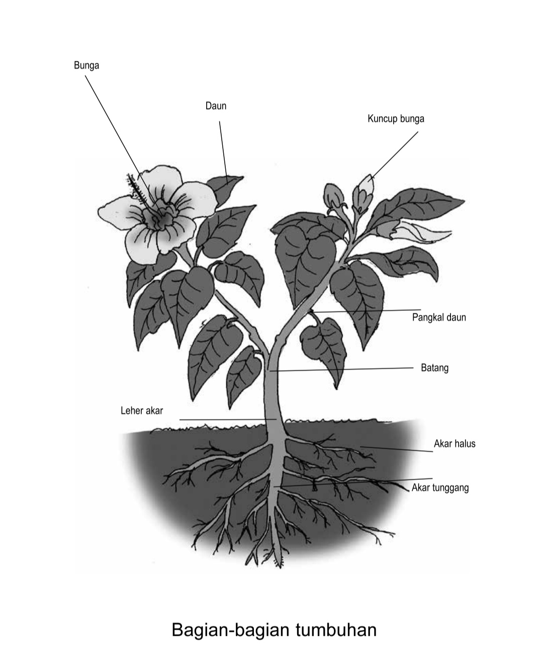Detail Gambar Bagian Bagian Tumbuhan Nomer 26