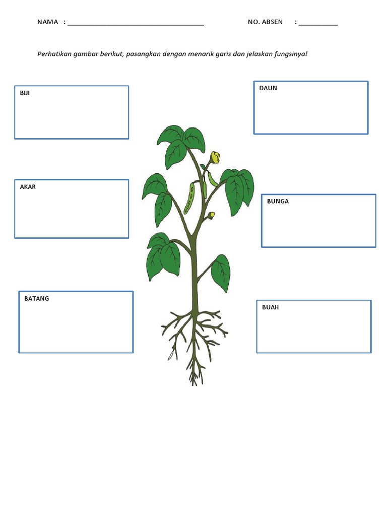 Detail Gambar Bagian Bagian Tumbuhan Nomer 28