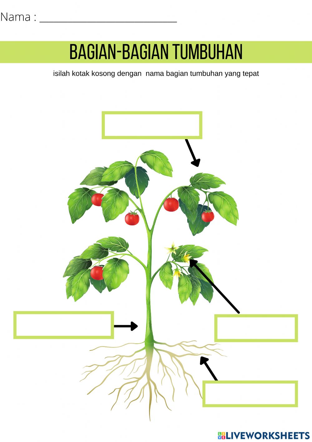 Detail Gambar Bagian Bagian Tumbuhan Nomer 4