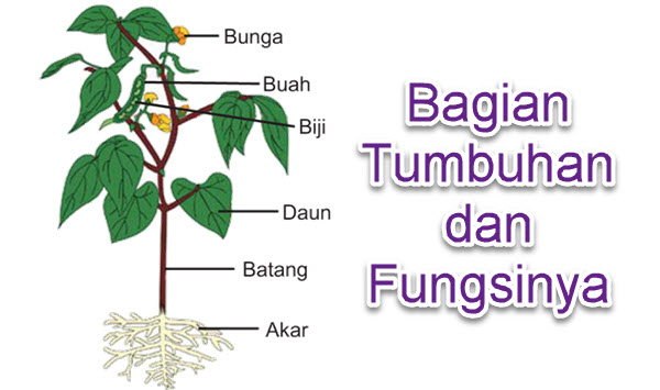 Detail Gambar Bagian Bagian Tumbuhan Nomer 5