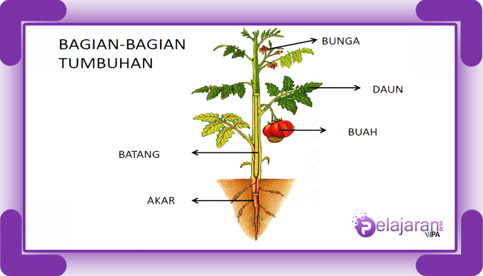 Detail Gambar Bagian Bagian Tumbuhan Nomer 42