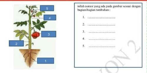 Detail Gambar Bagian Bagian Tumbuhan Nomer 47