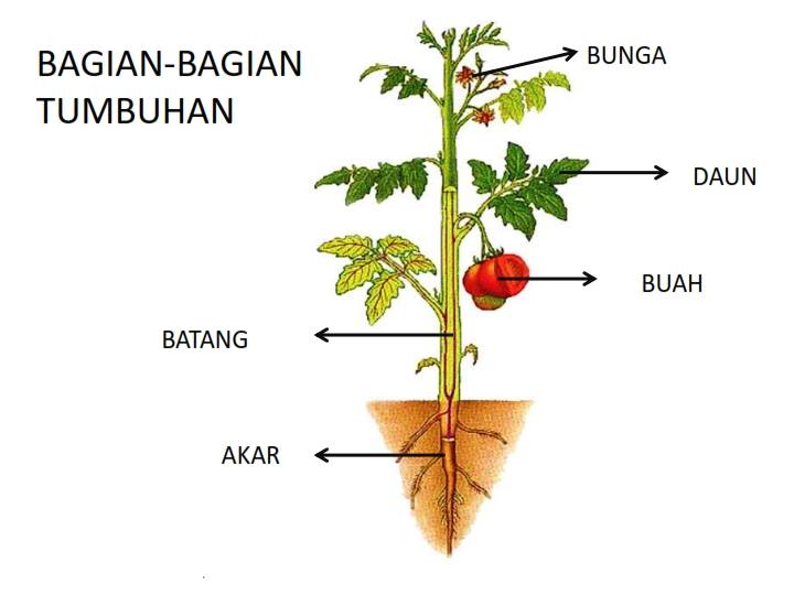 Detail Gambar Bagian Bagian Tumbuhan Nomer 7