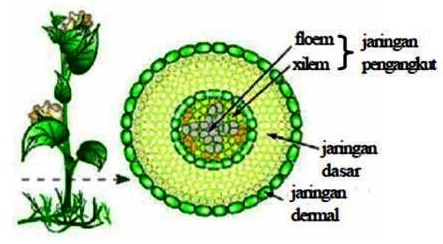 Detail Gambar Bagian Bagian Xilem Nomer 15