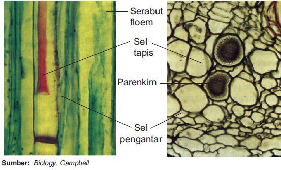 Detail Gambar Bagian Bagian Xilem Nomer 17