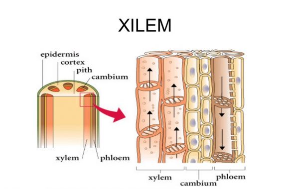 Detail Gambar Bagian Bagian Xilem Nomer 4