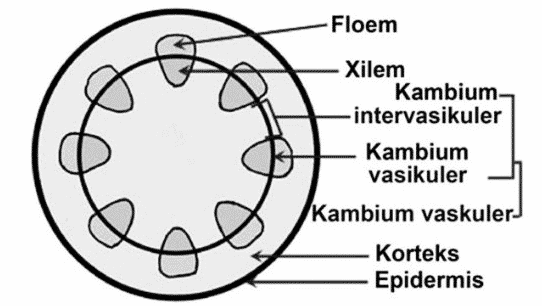 Detail Gambar Bagian Bagian Xilem Nomer 5