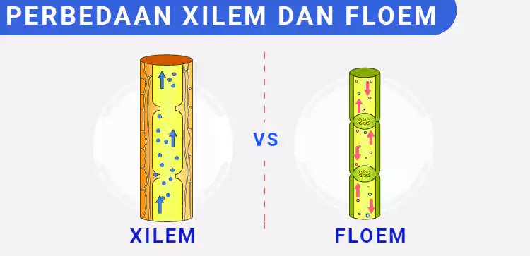 Detail Gambar Bagian Bagian Xilem Nomer 43