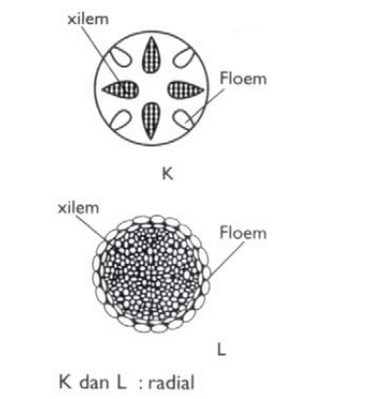 Detail Gambar Bagian Bagian Xilem Nomer 47