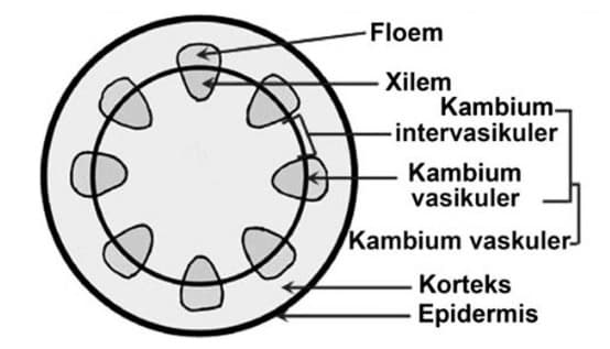 Detail Gambar Bagian Bagian Xilem Nomer 9