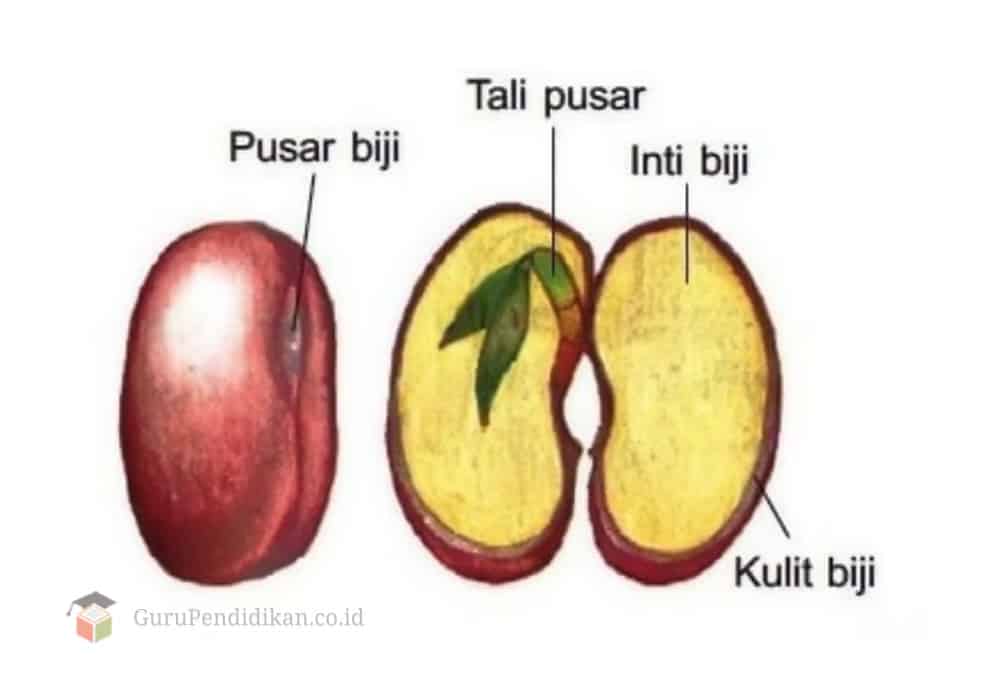 Gambar Bagian Biji - KibrisPDR