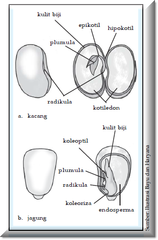 Detail Gambar Bagian Biji Nomer 11