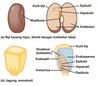 Detail Gambar Bagian Biji Nomer 12