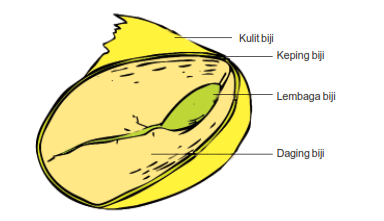 Detail Gambar Bagian Biji Nomer 13