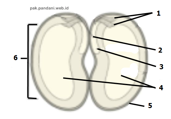 Detail Gambar Bagian Biji Nomer 14