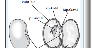 Detail Gambar Bagian Biji Nomer 26