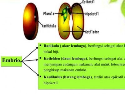 Detail Gambar Bagian Biji Nomer 27