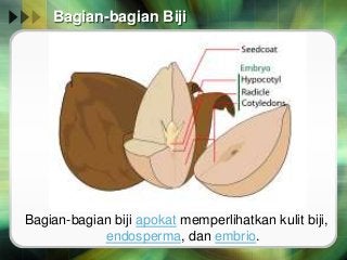 Detail Gambar Bagian Biji Nomer 28