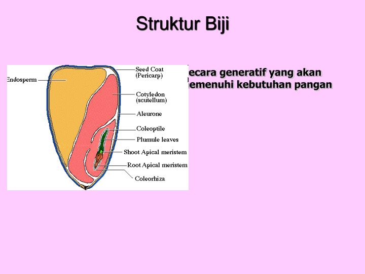 Detail Gambar Bagian Biji Nomer 30