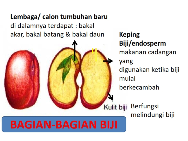 Detail Gambar Bagian Biji Nomer 34