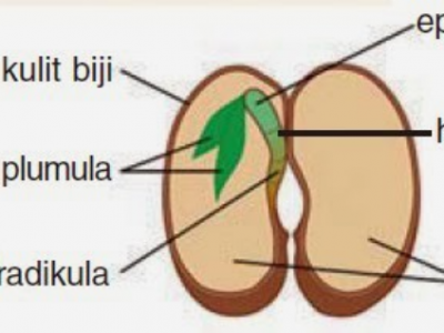 Detail Gambar Bagian Biji Nomer 6