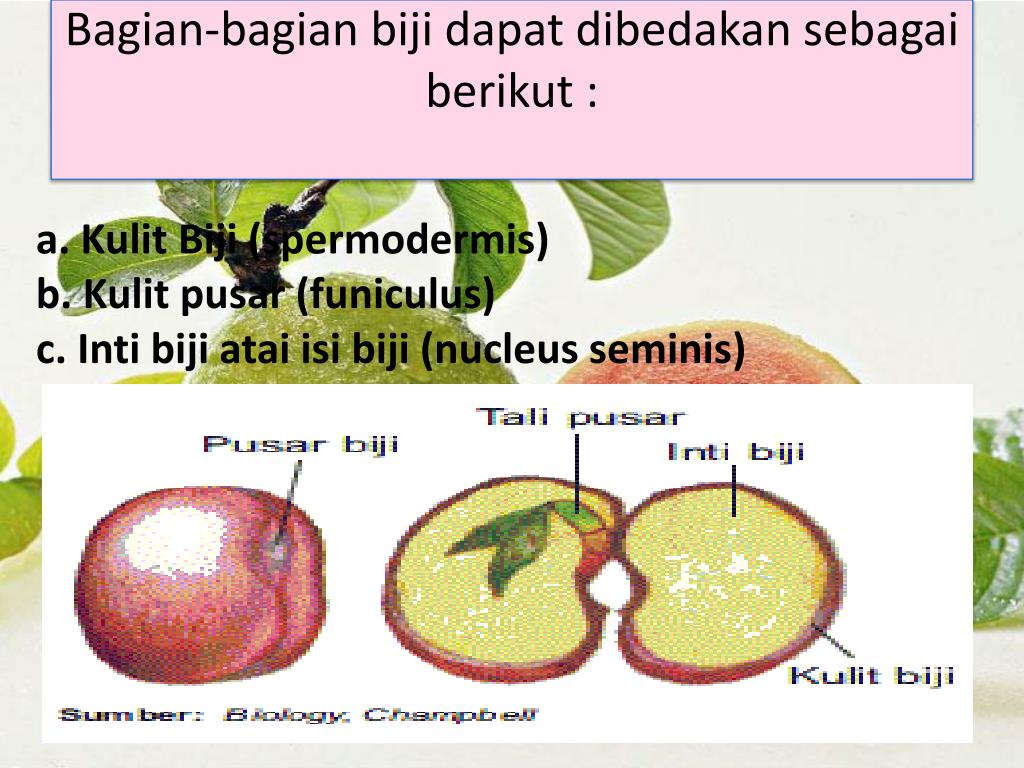 Detail Gambar Bagian Biji Nomer 44