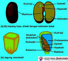 Detail Gambar Bagian Biji Nomer 8