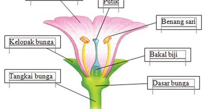 Detail Gambar Bagian Bunga Bougenville Nomer 24