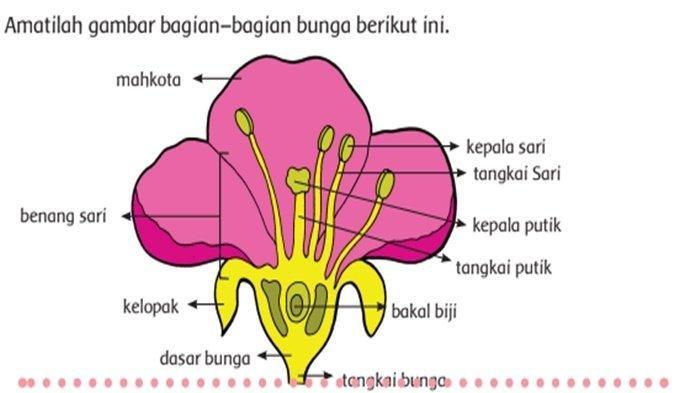 Detail Gambar Bagian Bunga Bougenville Nomer 4